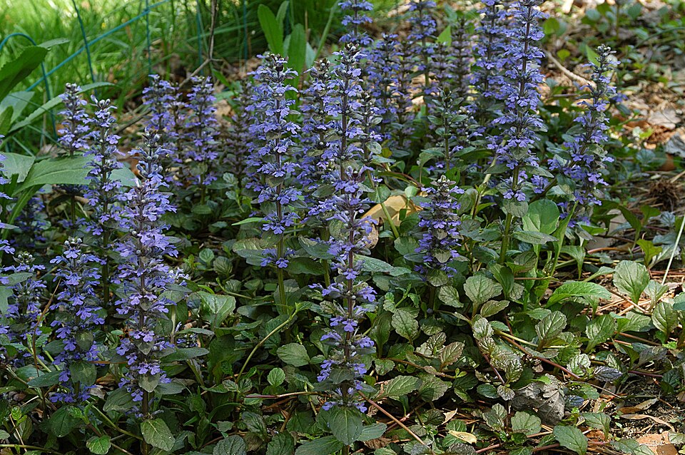Ajuga (Bugleweed)