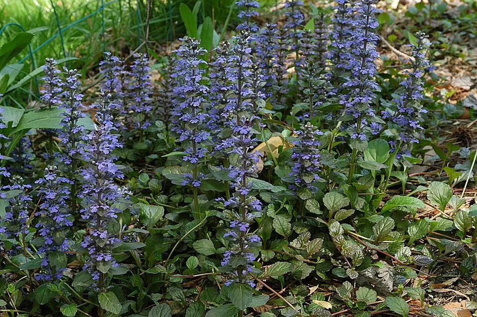Ajuga (Bugleweed)