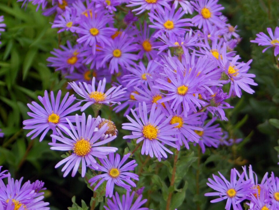 New England Aster
