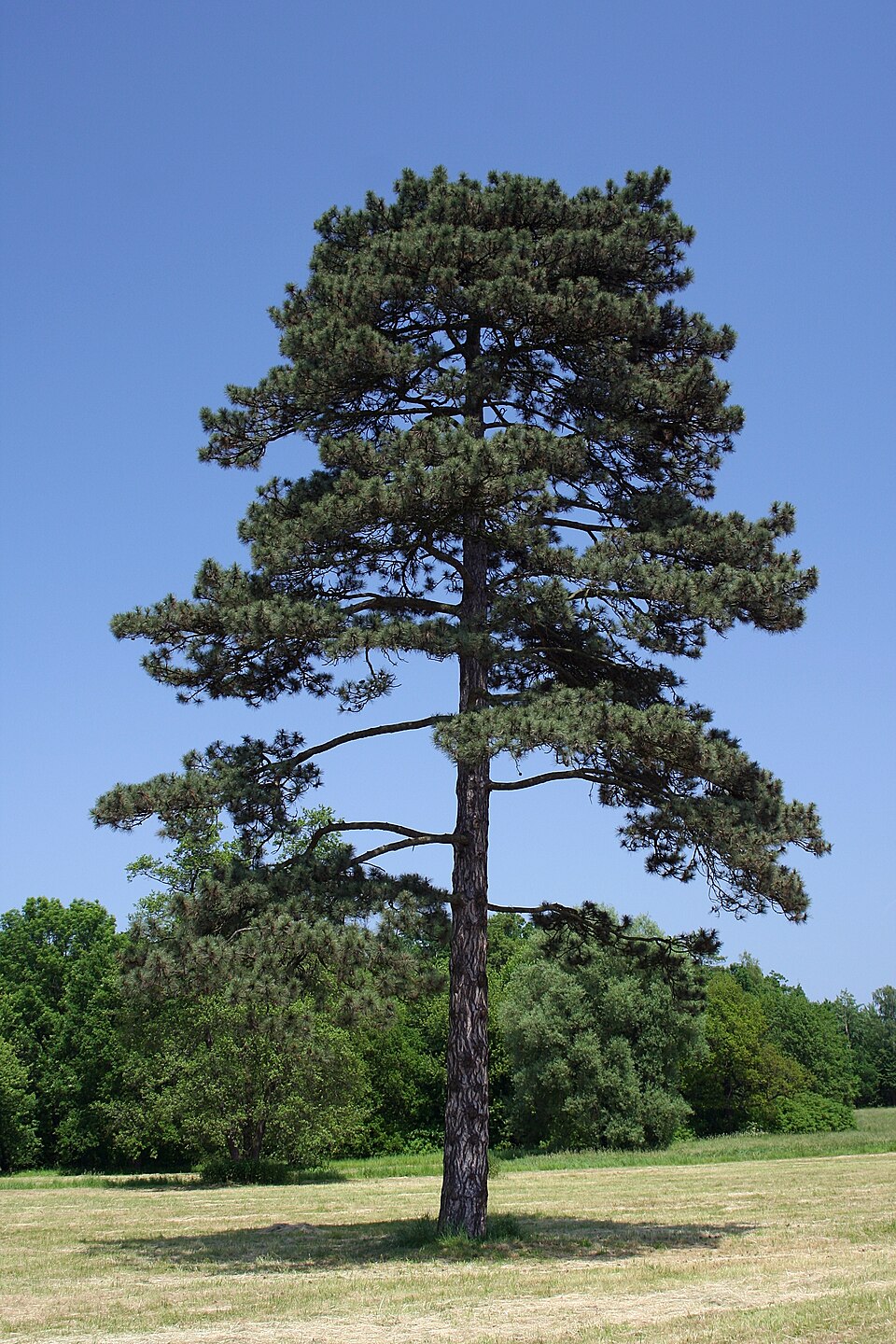Austrian Pine