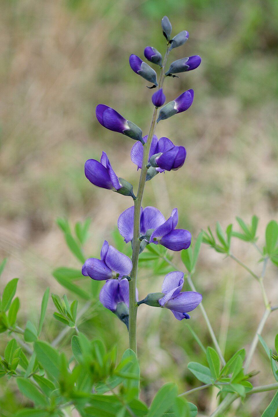 Baptisia (False Indigo)