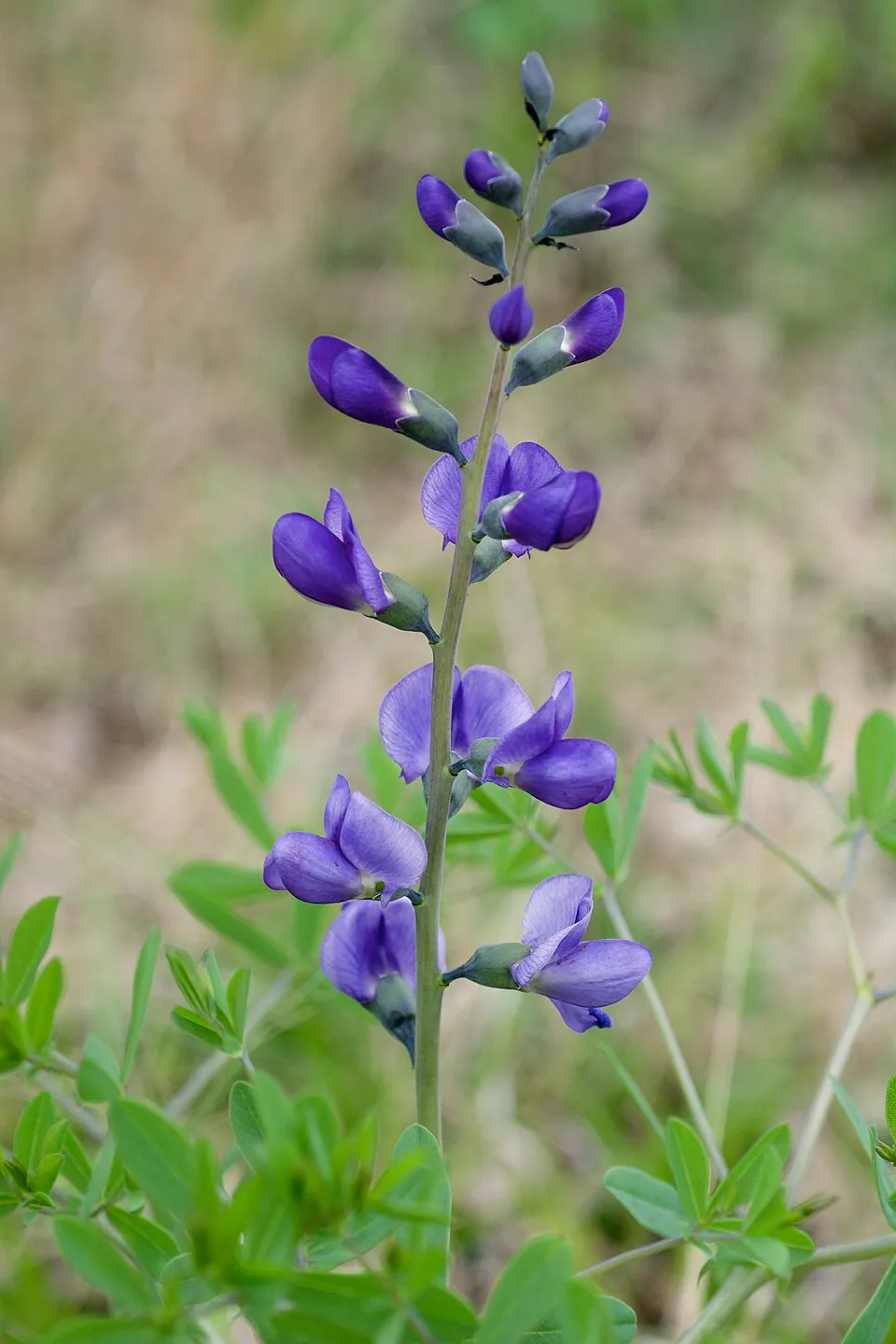 Baptisia (False Indigo)