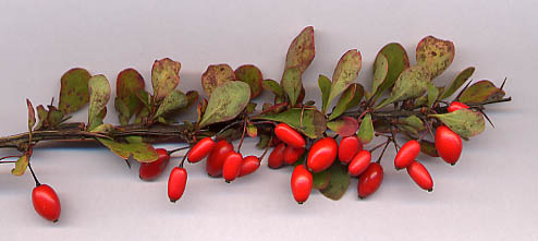Barberry