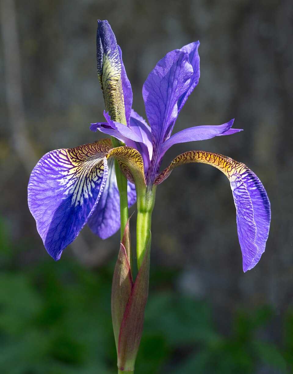 Bearded Iris