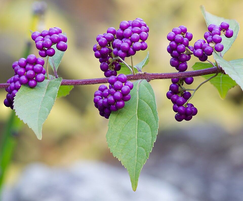 American Beautyberry