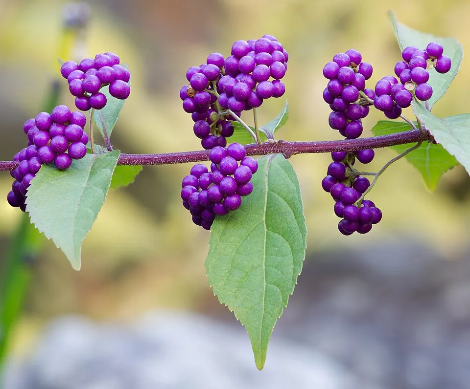 American Beautyberry