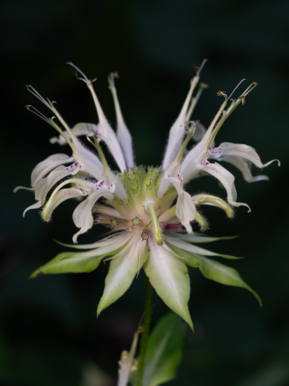 Bee Balm