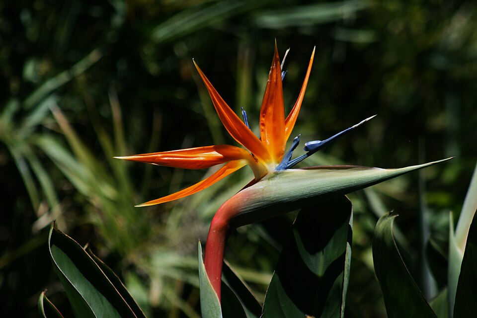 Bird of Paradise