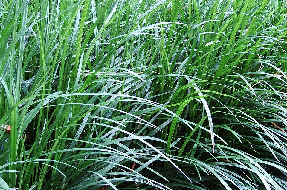 Black Mondo Grass
