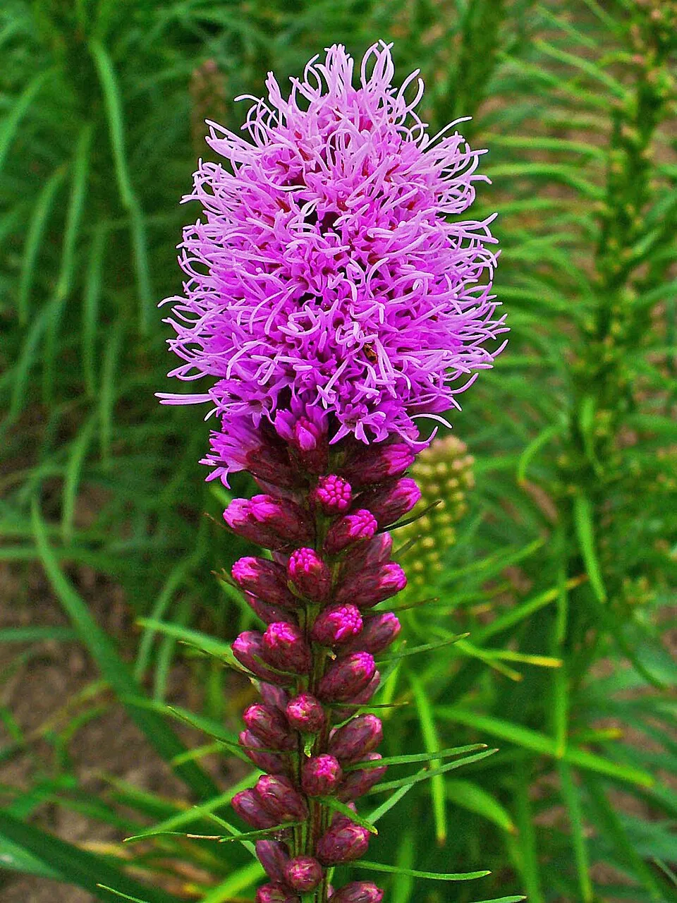 Blazing Star (Liatris)