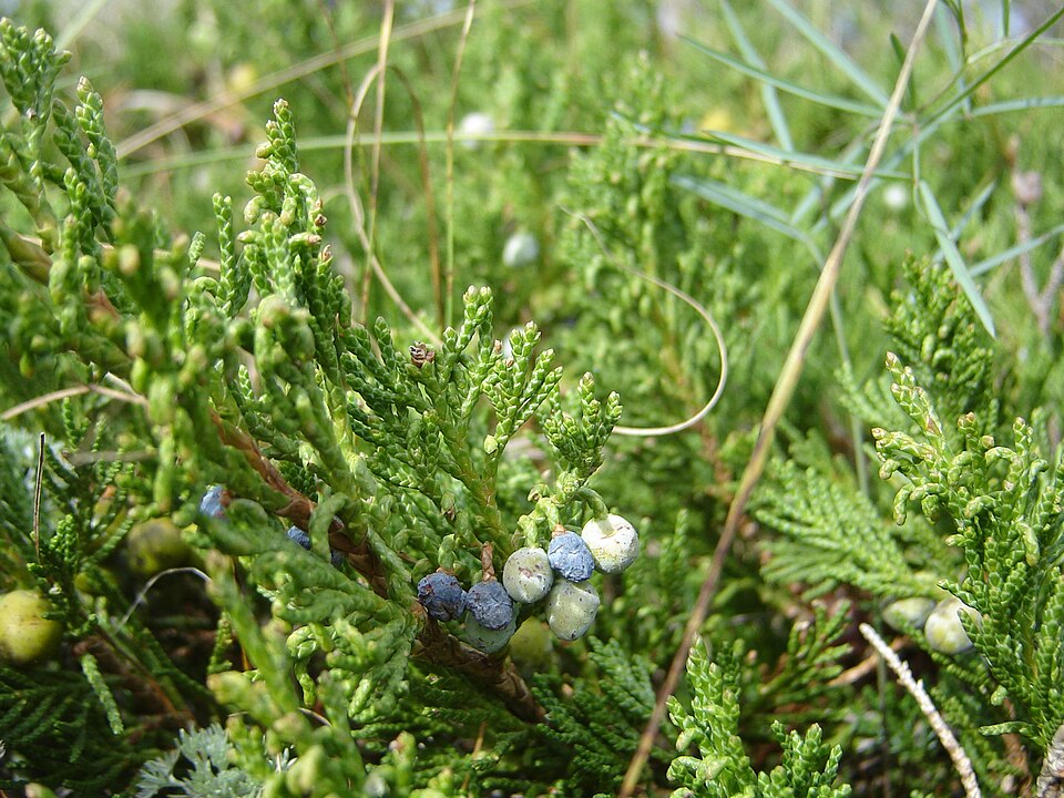 Blue Rug Juniper