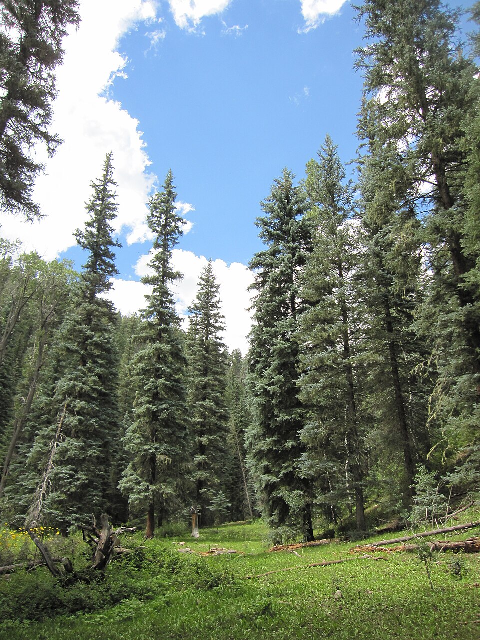 Colorado Blue Spruce