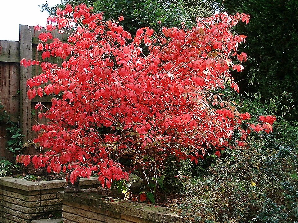 Burning Bush