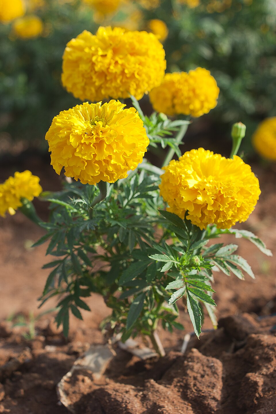 Desert Marigold