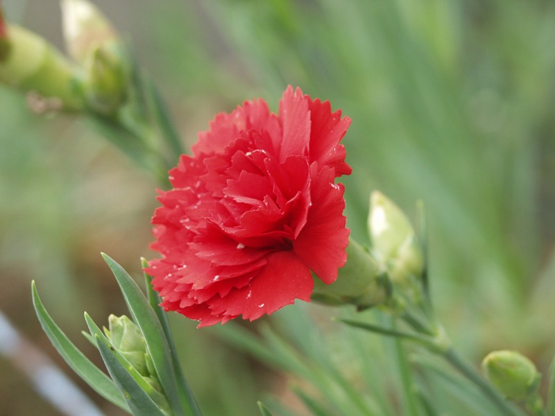 Dianthus (Pinks)