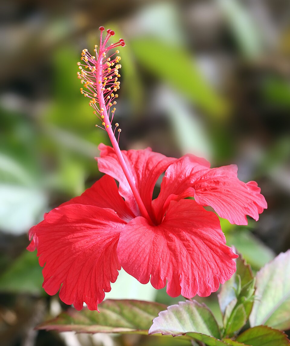 Tropical Hibiscus