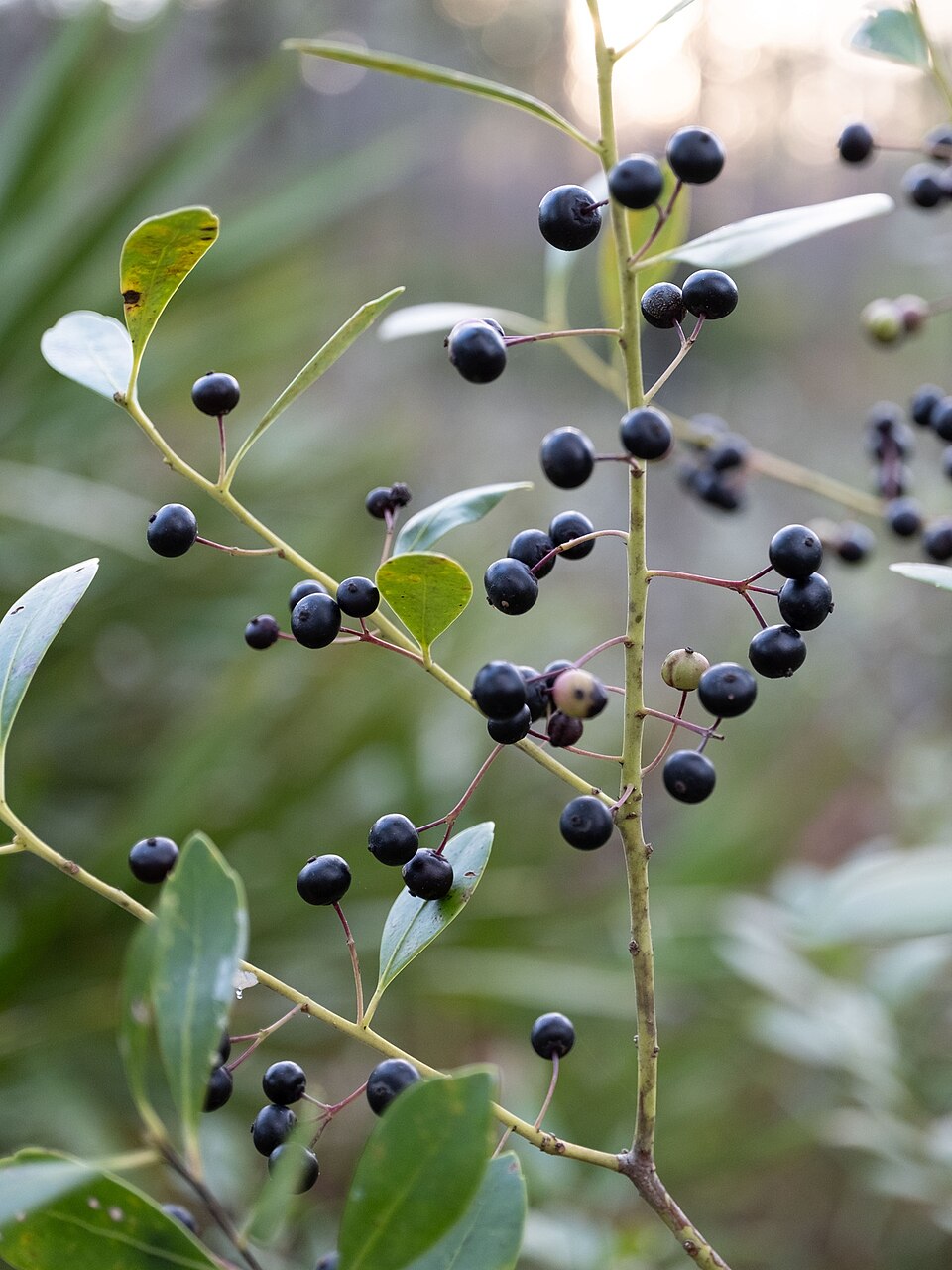 Nellie Stevens Holly