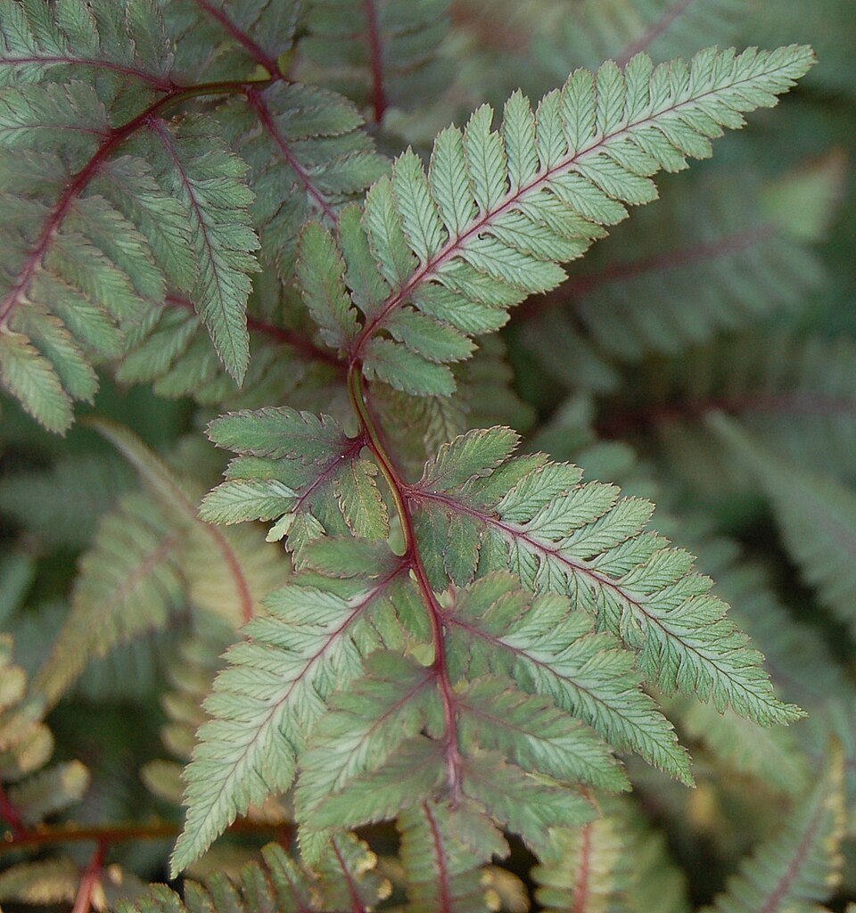 Japanese Painted Fern