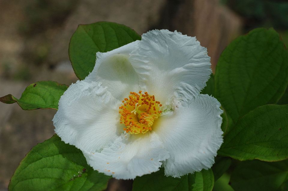 Japanese Stewartia