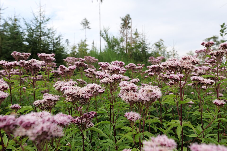 Joe Pye Weed
