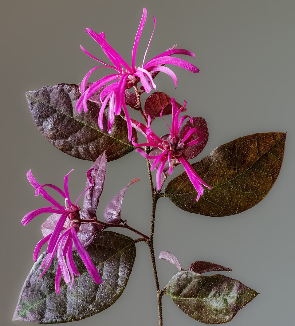 Loropetalum (Chinese Fringe Flower)