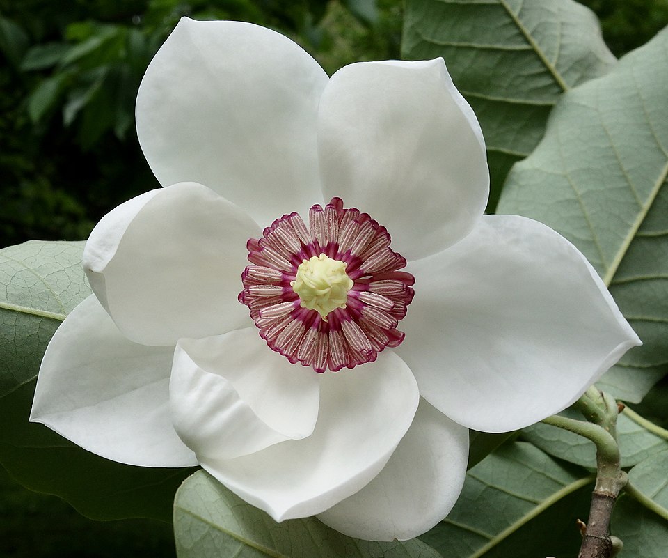 Southern Magnolia