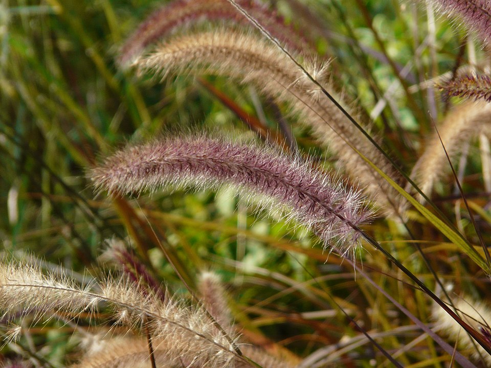 Mexican Feather Grass