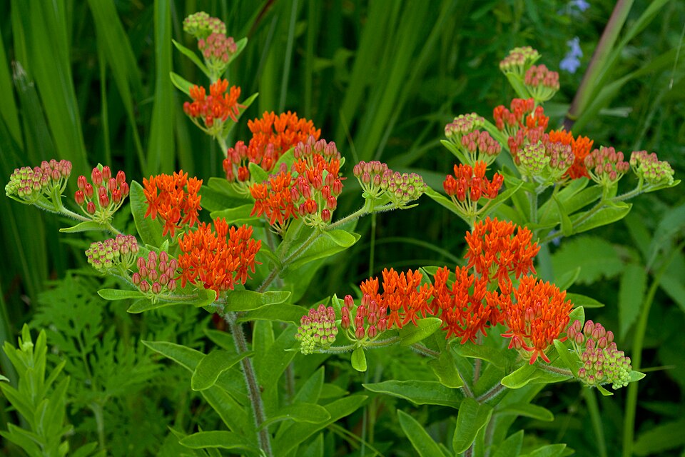 Milkweed