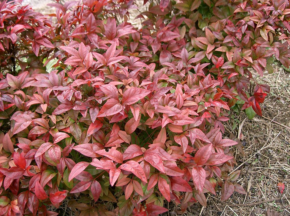 Nandina (Heavenly Bamboo)
