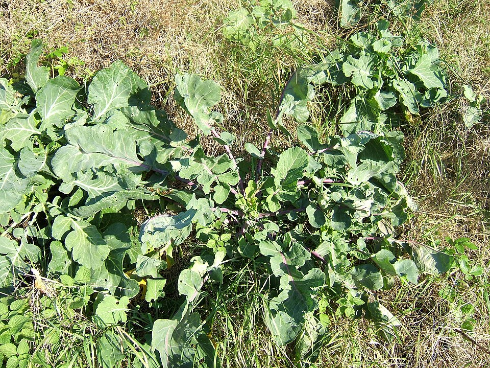 Ornamental Cabbage & Kale