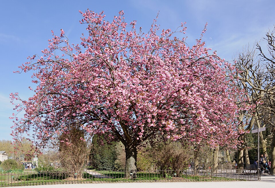 Ornamental Cherry