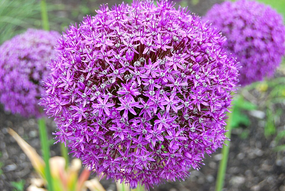 Allium (Ornamental Onion)