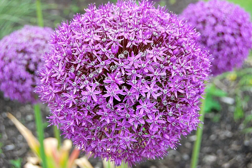 Allium (Ornamental Onion)