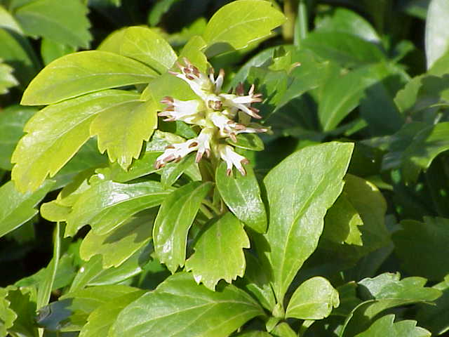 Pachysandra
