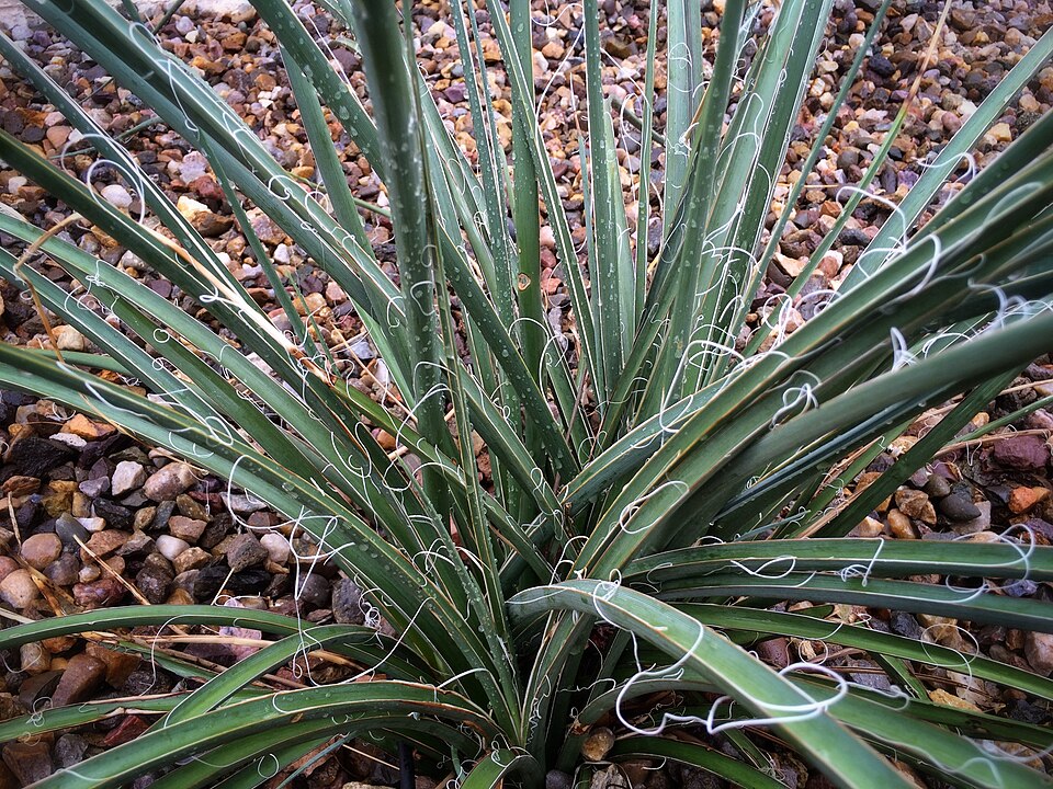Red Yucca