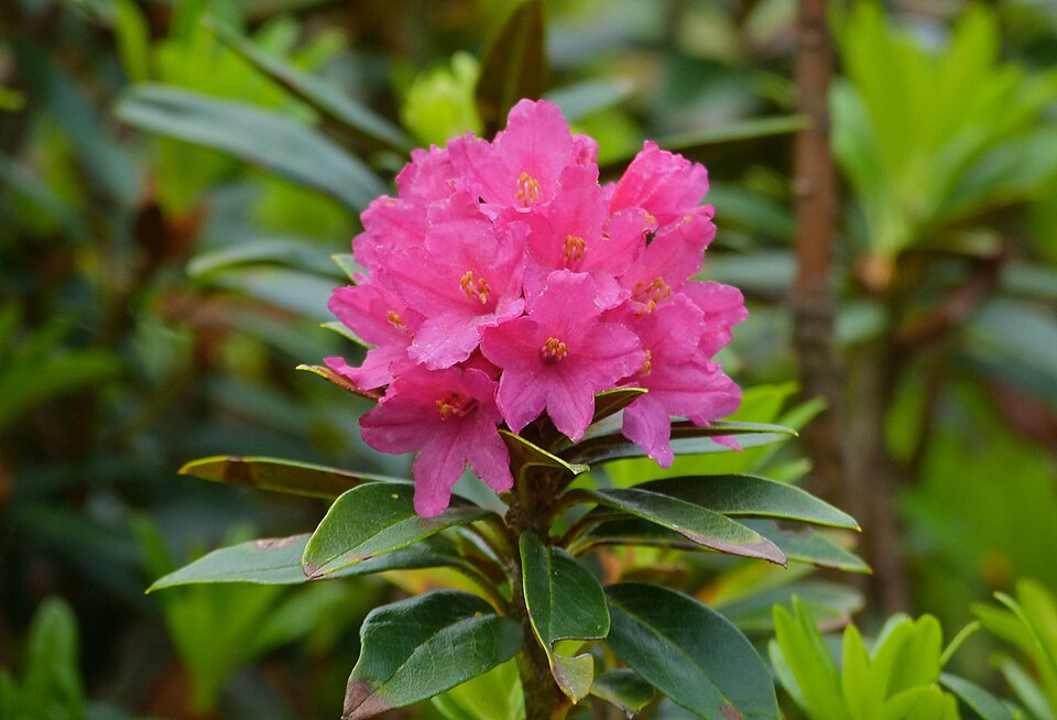 Rhododendron