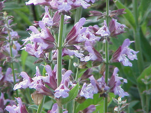 Garden Sage