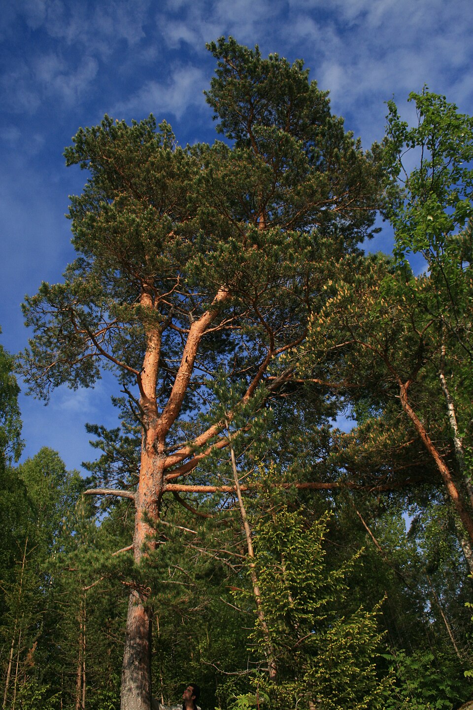 Scotch Pine