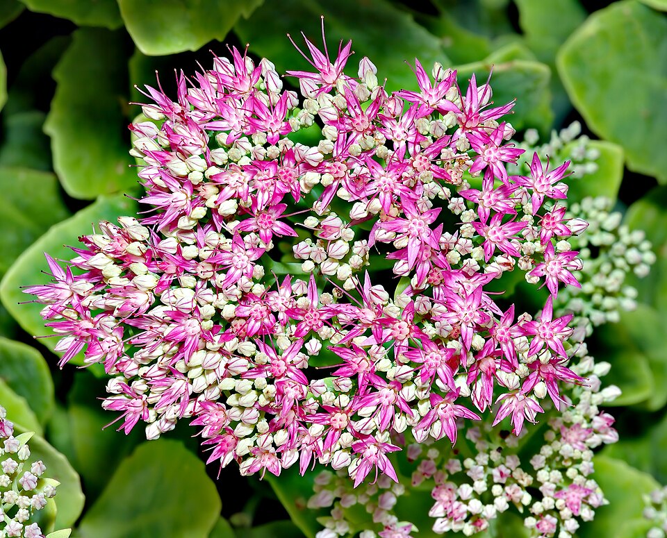 Sedum (Stonecrop)