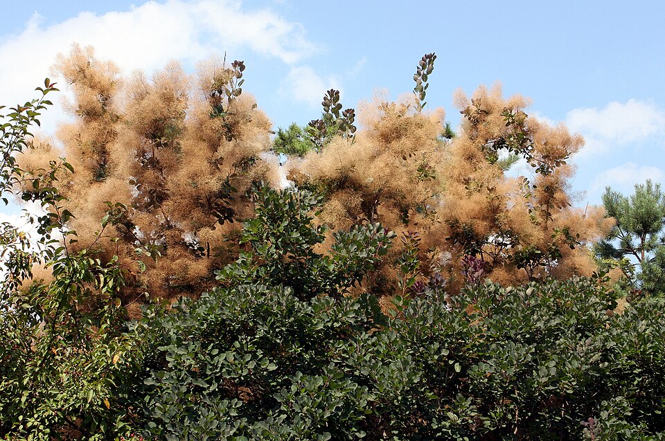 Smoke Tree