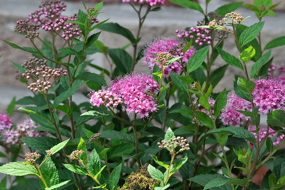 Spirea
