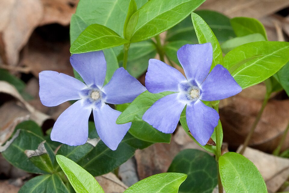 Periwinkle (Vinca)