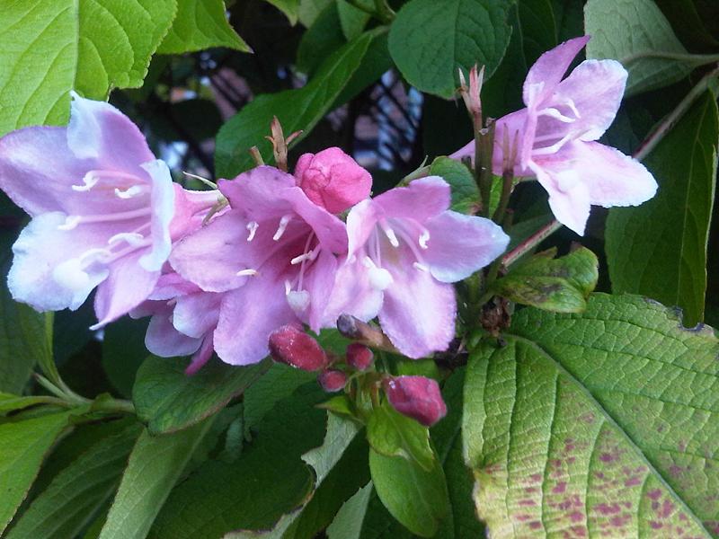 Weigela