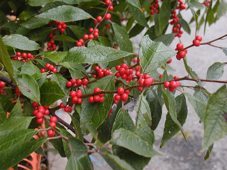 Winterberry Holly